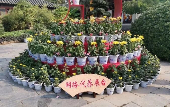 中国开封第37届菊花文化节开幕！多彩活动等你来