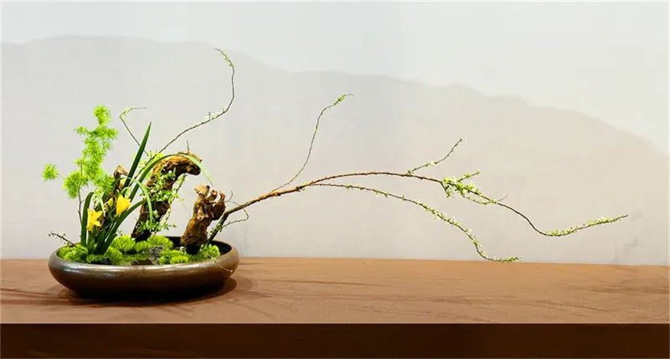 【采薇专栏】传统插花要破圈儿？17个流派、名师的200个作品点亮南京“最美花展”