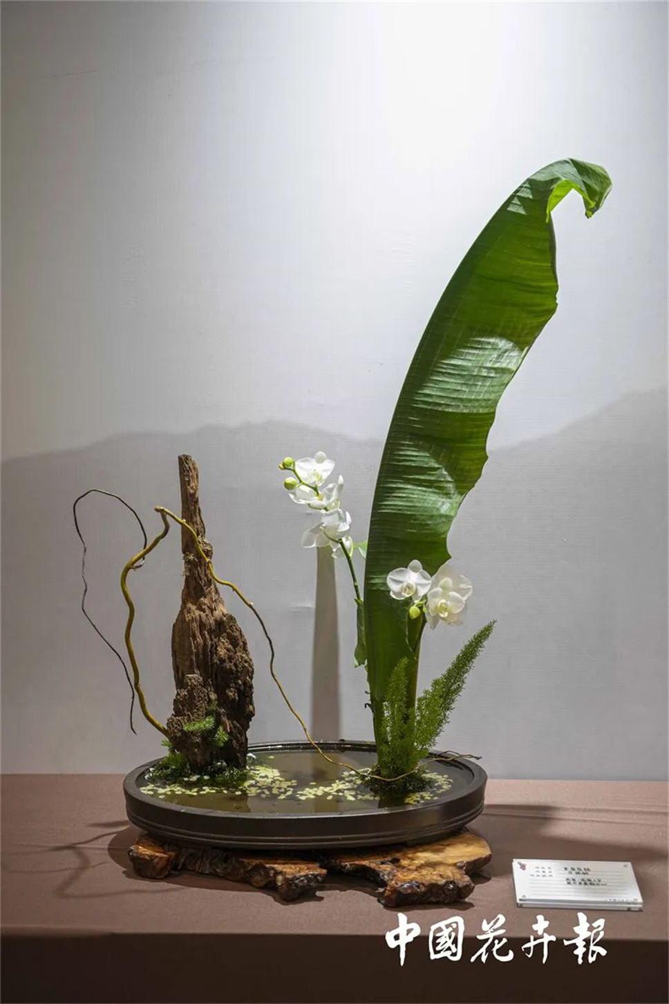 【采薇专栏】传统插花要破圈儿?17个流派、名师的200个作品点亮南京“最美花展” 【采薇专栏】传统插花要破圈儿?17个流派、名师的200个作品点亮南京“最美花展”