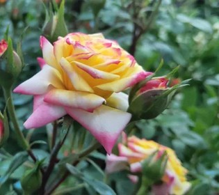 【国基路交易市场】--月季海洋