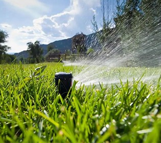 六月养管要点及常见病虫害防治技术