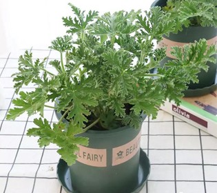 夏日“人蚊大战”，你会需要它们