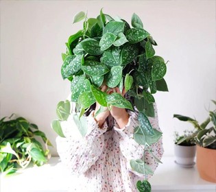 夏季养花正确的正确“姿势”，赶紧收藏！