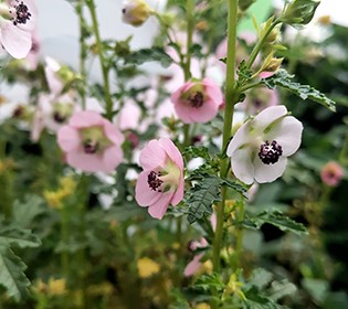 夏花灿烂--夏季花卉推荐2