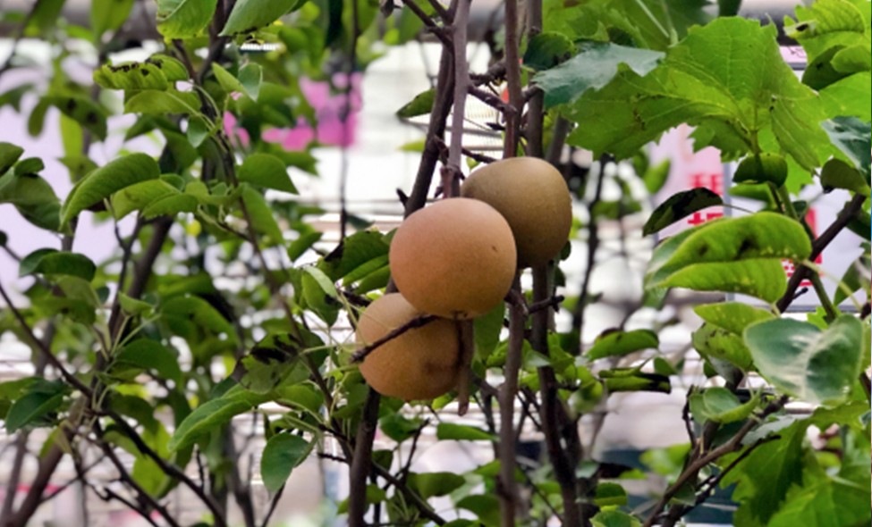 香梨 柠檬 苹果