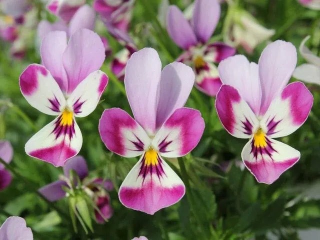 同样是“堇”，为什么“小兔子”这么有个性？