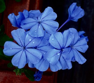 蓝雪花--淡雅幽蓝，清凉整个夏天