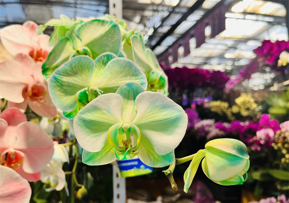 时尚弄潮儿--马卡龙蝴蝶兰