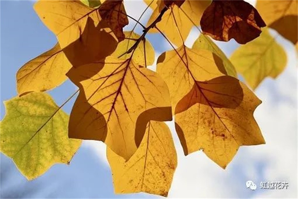 当之无愧最美秋树，如上帝打翻调色盘！